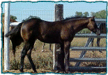 2003 Black AQHA filly